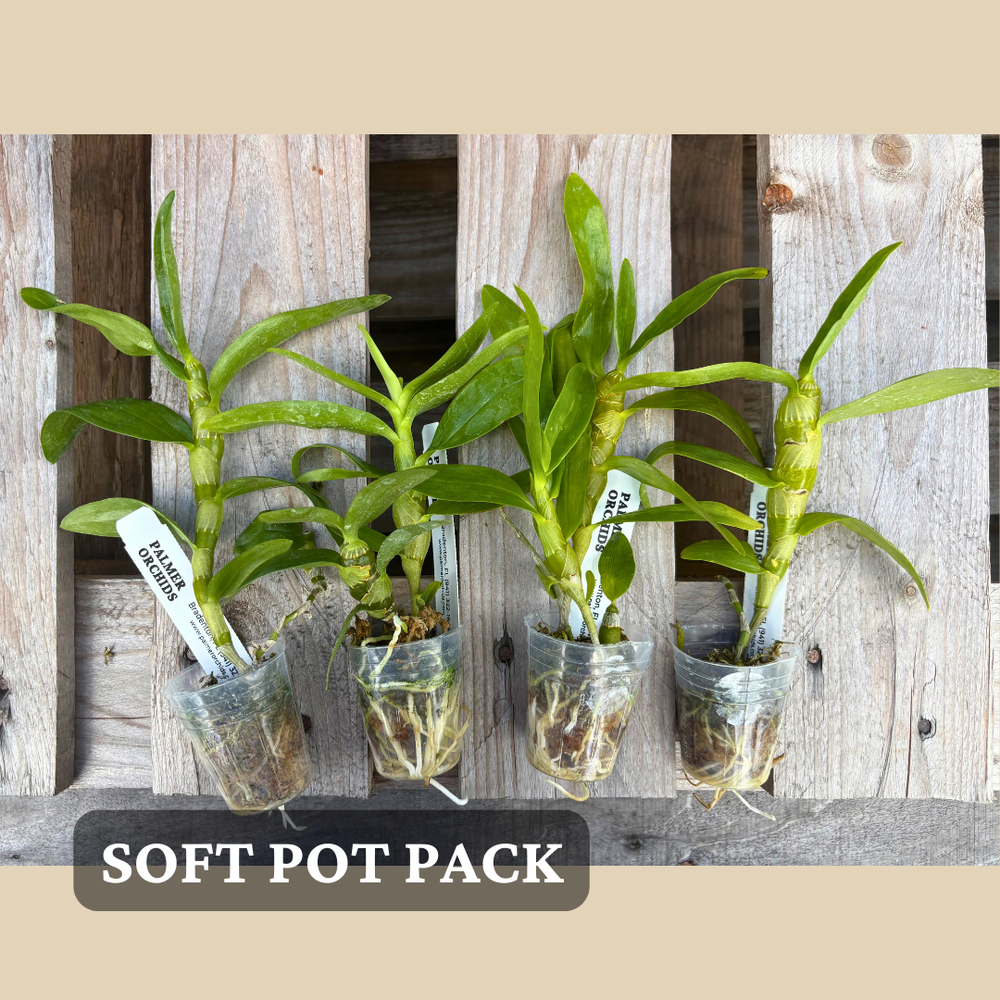Nobile-Type Dendrobium 4-Pack — Palmer Orchids